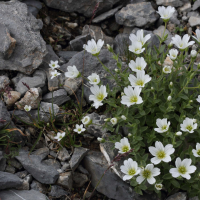 Cerastium alpinum (Céraiste des Alpes)