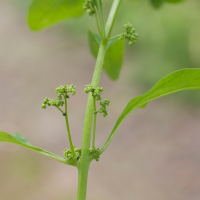 chenopodium_polyspermum3md