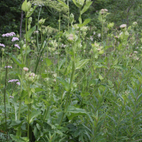 cirsium_oleraceum1bmd (Cirsium oleraceum)