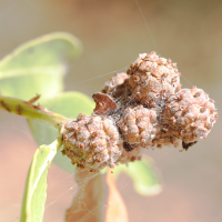 conocarpus_erectus4md (Conocarpus erectus)