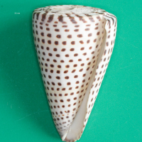 Conus litteratus (Cône imprimé du Pacifique)