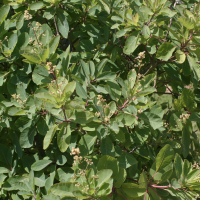 cotinus_obovatus2md