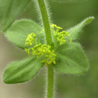 cruciata_laevipes2md (Cruciata laevipes)