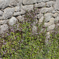 Cymbalaria muralis (Cymbalaire, Ruine de Rome)