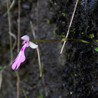 cynorkis_lowiana3md (Cynorkis (Cynorchis) lowiana)