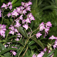 dendrobium_kingianum3md