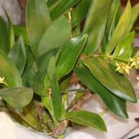 Dendrobium macrophyllum (Dendrobium)