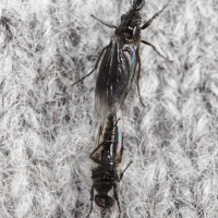 dilophus_febrilis2bd (Dilophus febrilis)