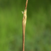 eriophorum_vaginatum3cmd (Eriophorum vaginatum)