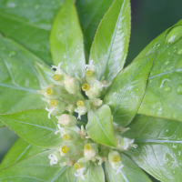 euphorbia_heterophylla3md