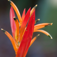 heliconia_psittacorum5md