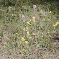 Iris pumila (Iris nain)