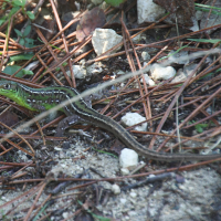 lacerta_bilineata6cd