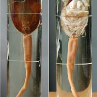 Lingula anatina (Lingule bec de canard)