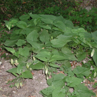 Lunaria rediviva (Lunaire vivace)