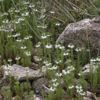 nigella_damascena1md