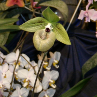 Paphiopedilum malipoense (Paphiopedilum)