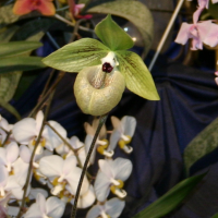 paphiopedilum_malipoense1sd