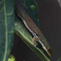 Phelsuma lineata (Gecko)