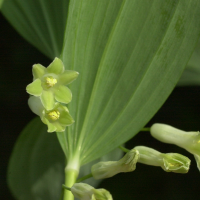 polygonatum_multiflorum3md