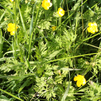 Ranunculus repens (Renoncule rampante)