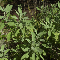 Salvia officinalis (Sauge officinale)