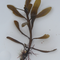 sargassum_muticum7md (Sargassum muticum)