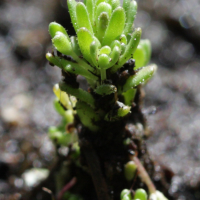 sedum_villosum3bd