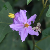 solanum_erythracanthum2md (Solanum erythracanthum)