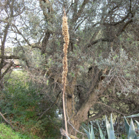 urginea_maritima3amd