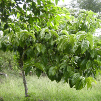Vangueria madagascariensis (Tamarinier des Indes, Néflier des Indes)