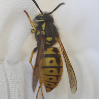 vespula_germanica5md (Vespula germanica)