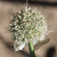 allium_altaicum3bd (Allium altaicum)