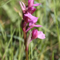 anacamptis_papilionacea4md (Anacamptis papilionacea)