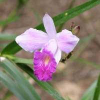 arundina_graminifolia2md