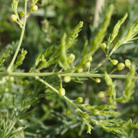 asparagus_officinalis_prostratus3md (Asparagus officinalis ssp. prostratus)