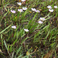 baldellia_repens2md (Baldellia repens ssp. cavanillesii)