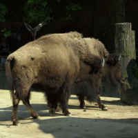 Bison bison (Bison d'Amérique)