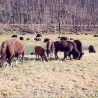 bison_bison3kc