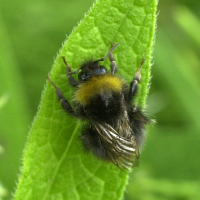 bombus_pratorum3md (Bombus pratorum)