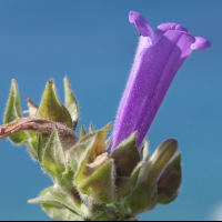 campanula_hagielia2md (Campanula hagielia)