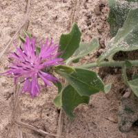 centaurea_sphaerocephala3bd (Centaurea sphaerocephala)