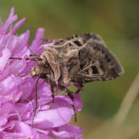 chersotis_alpestris4bd (Chersotis alpestris)