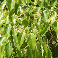 cinnamomum_camphora2md (Cinnamomum camphora)