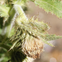 cirsium_carniolicum_carniolicum2md (Cirsium carniolicum)