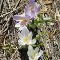 Crocus vernus (Crocus printannier, Safran des fleuristes)