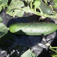 cucumis_sativus4md