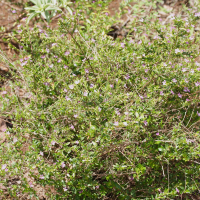 cuphea_hyssopifolia2md (Cuphea hyssopifolia)