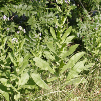 cynoglossum_creticum1bmd (Cynoglossum creticum)