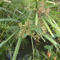 cyperus_involucratus4md